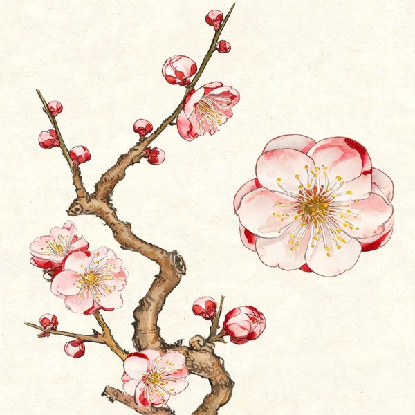 梅花